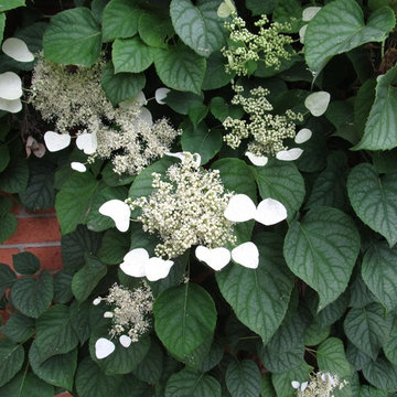 Hydrangea Tree Property