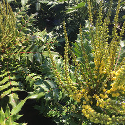 Current Featured Plants - Products