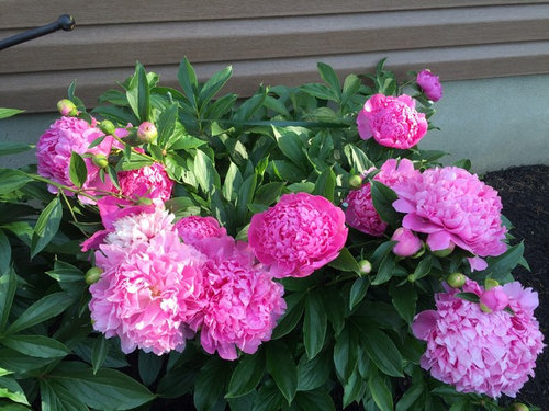 Blooming Today