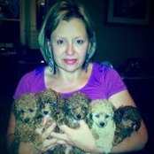Xotiktoyz Toy Poodles's photo