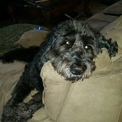 Amy Goldberg's photo