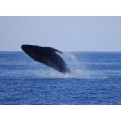 Caroline Pettel's photo