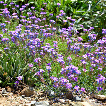 Southwestern Plants