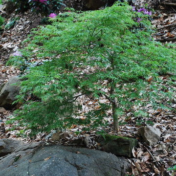 Viridis Japanese Maple