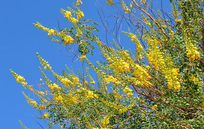 Great Design Plant: Cascalote Tree for Sunny Southwestern Style