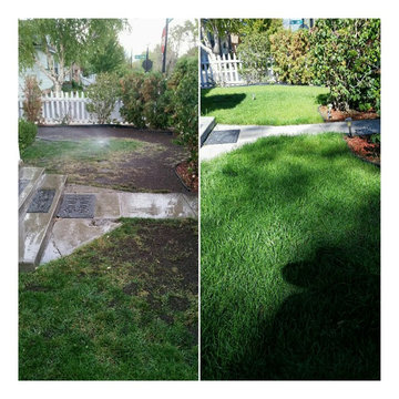 14 Day Turf Reseed Nevada