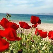 Olga Vorlond's photo