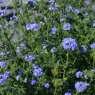 Gilia capitata, Globe gilia
