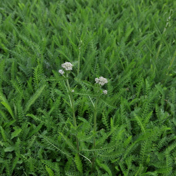 Common Yarrow