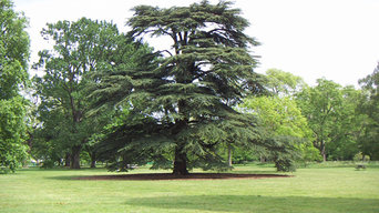 Kew gardens : arbres