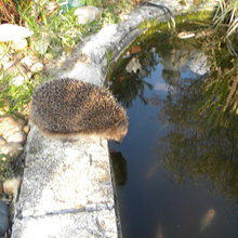 Mon jardin