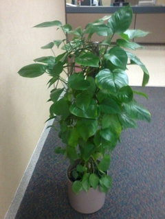 moonlight pothos Moonlight Satin Pothos – Plant Detectives main image 0