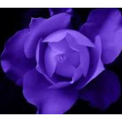 Kathy Loman's photo