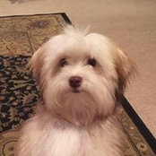 Amy Robinson's photo