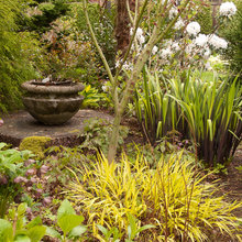Dr. R's garden