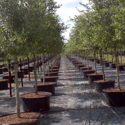 Tree Farm - Products