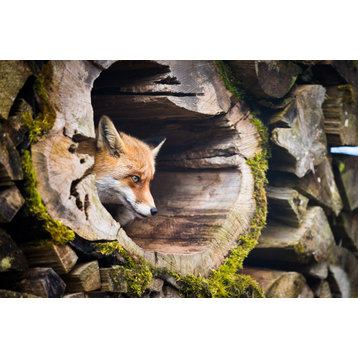 Young Red Fox Face In Mossy Stump Wildlife Photograph Loose Wall Art Print, 12" X 16"