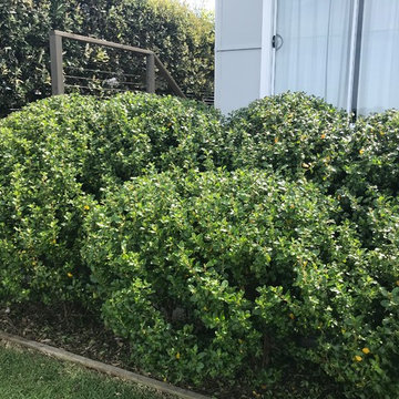 Garden design and maintenance