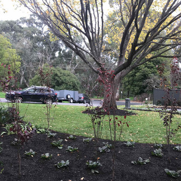 Wattle Park | Front Garden design | Planting plan + selection
