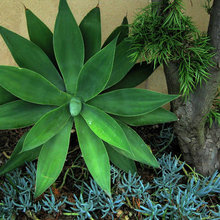Water Saver Garden