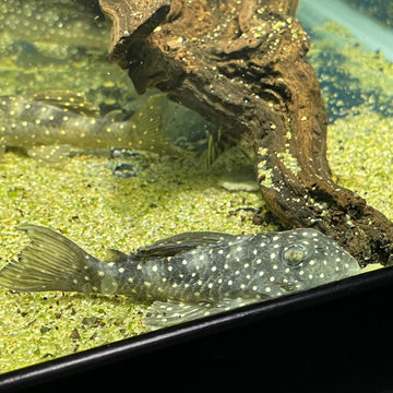 Pleco Collection