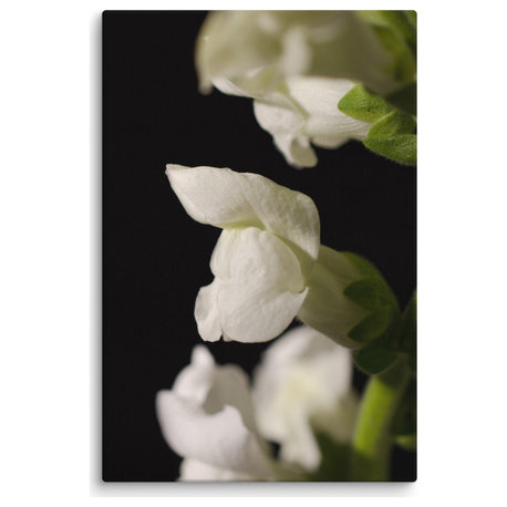 Single Snap Dragon Bloom Floral Nature Photo Canvas Wall Art Print, 24" X 36"