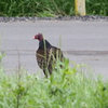 What kind of bird?
