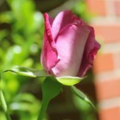 Beth Smith's photo