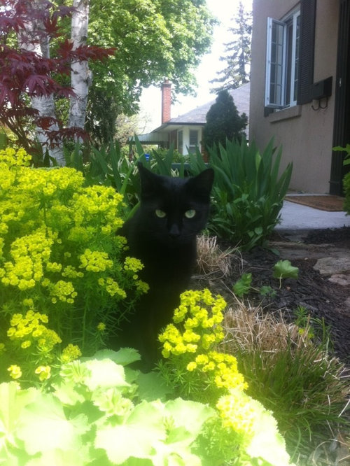 Creating Perennial Garden