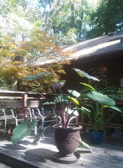 Elephant Ear Plant Bulbs (4 Bulbs) - For Planting Indoors Or Outdoors In Fall Or Spring, Fast Growing Perennial