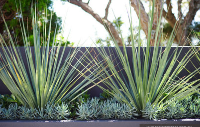 Poolside Plantings: 9 Ideas for Easy-Care Combinations