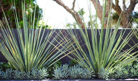 Poolside Plantings: 9 Ideas for Easy-Care Combinations