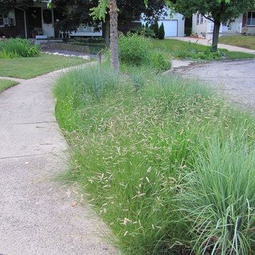 Native Grasses