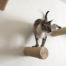 Cat Room