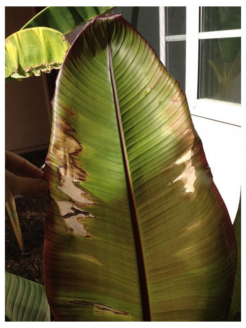 paperthin, translucent leaves