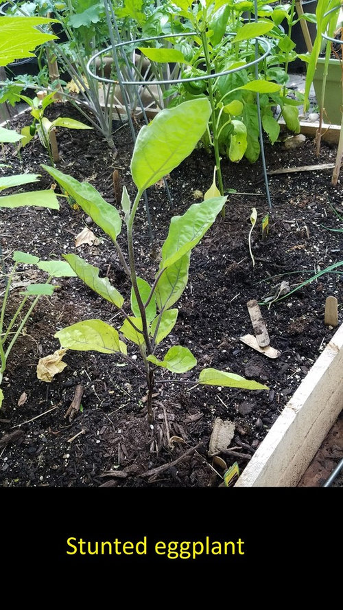 Transplanting eggplant out of soggy soil?