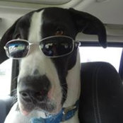 Lisa Bickford's photo