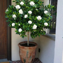 pots either side of front door