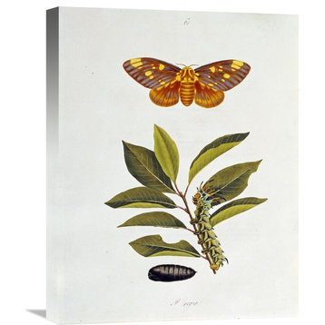 "The Natural History of The Rarer Lepidopterous Insects of Georgia 1794" Artwork