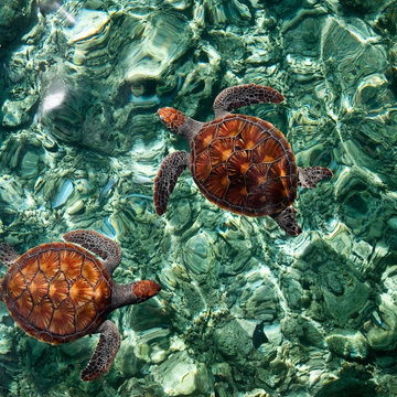 Fragile Underwater World. Sea Turtles in a Crystal Water - Fine Art Prints