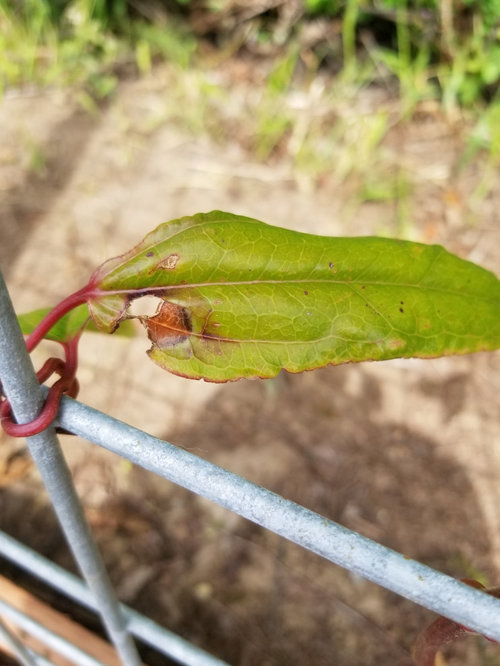 What's eating my Clematis Armandii?