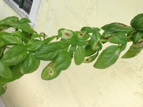 Black/Brown splashes on sweet basil