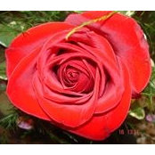 Donna Moore's photo