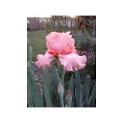 Georgette Lonsinger's photo
