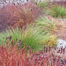 Rain Garden