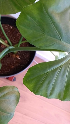 Elephant Ear plant slowly yellowing and dying | Houzz Forum