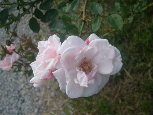 Light Pink Rose Bush