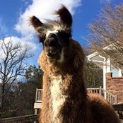 Tania Duncombe's photo