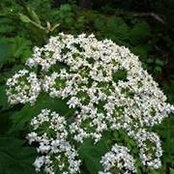 Lois Leipe's photo