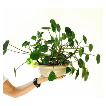 One big Pilea Peperomioides family